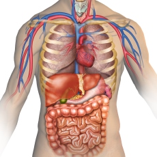 Anatomía