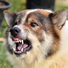 Mordeduras de animales