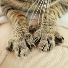 Enfermedad por arañazo de gato