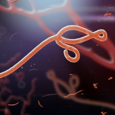 Ebola