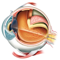 Cáncer de ojo