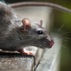 Hantavirus