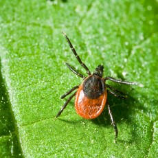 Enfermedad de Lyme