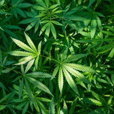 Marihuana