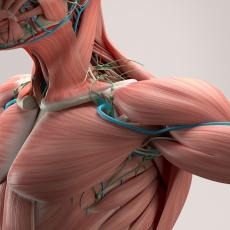 Enfermedades musculares