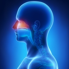 Cáncer nasal