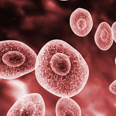 Infecciones por Pneumocystis