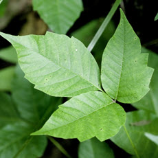 Hiedra, roble y zumaque venenosos