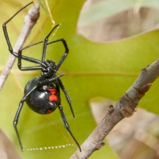 Picaduras de arañas