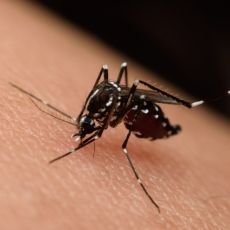 Virus del Nilo Occidental
