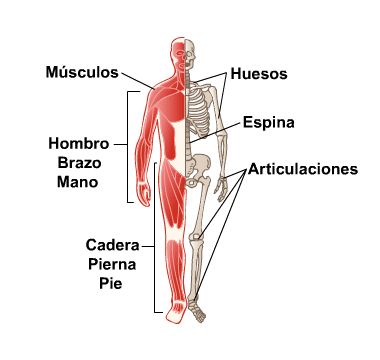 Body Map for Huesos, articulaciones y músculos