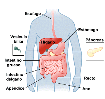 Body Map for Sistema digestivo