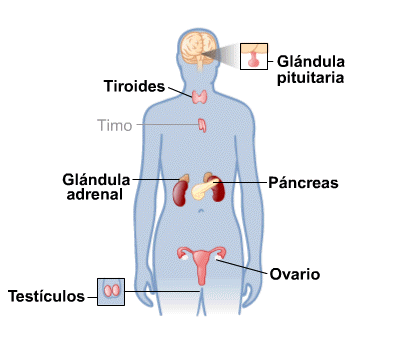 Body Map for Sistema endocrino