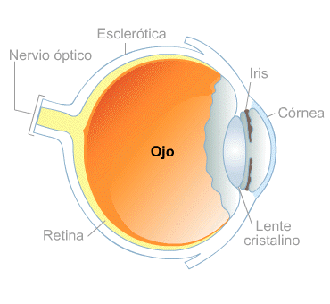 Body Map for Ojos y visión