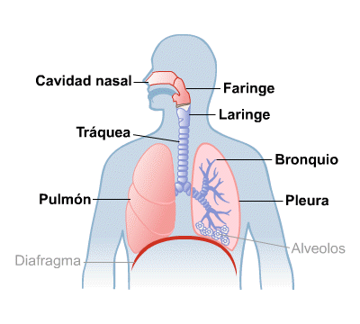 Body Map for Pulmón y vías respiratorias