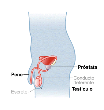 Body Map for Sistema reproductor masculino