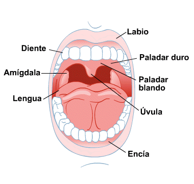 Body Map for Salud oral y dental