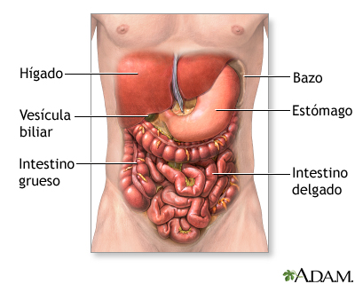 Exploración quirúrgica del abdomen - serie Exploración quirúrgica del abdomen - serie