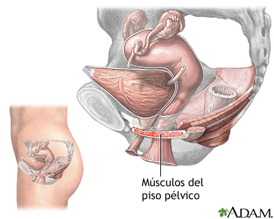 Procedimiento (segunda parte) Procedimiento (segunda parte)
