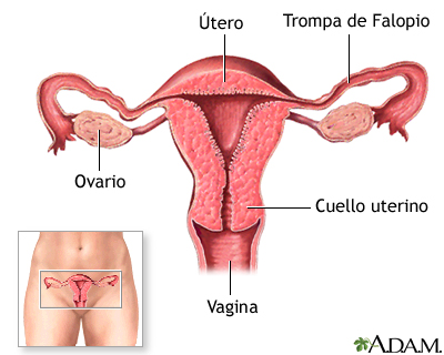 Métodos anticonceptivos de barrera - Serie Métodos anticonceptivos de barrera - Serie