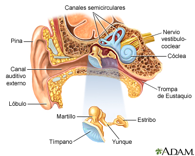 Anatomía del oído Anatomía del oído