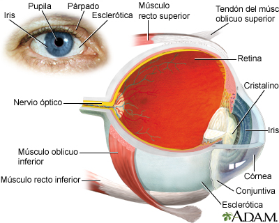 El ojo El ojo