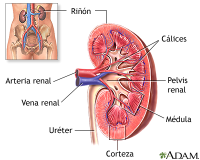 Anatomía del riñón Anatomía del riñón