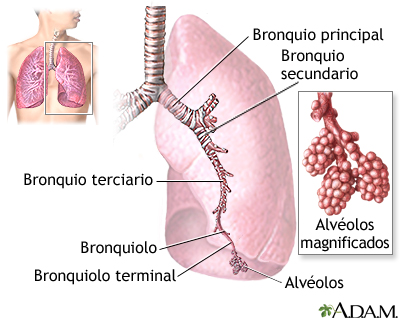 Los pulmones Los pulmones