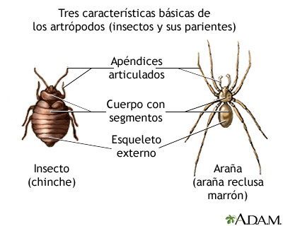 Características básicas de los artrópodos Características básicas de los artrópodos