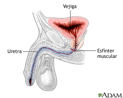 Esfínter urinario artificial - serie - Anatomía normal