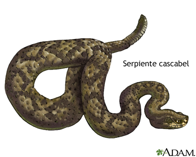 Serpientes venenosas - Serie Serpientes venenosas - Serie