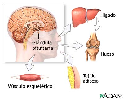 Prueba de estimulación de la hormona de crecimiento humano (GH) - serie Prueba de estimulación de la hormona de crecimiento humano (GH) - serie