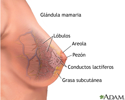 Glándula mamaria Glándula mamaria