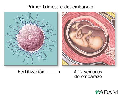 Primer trimestre del embarazo Primer trimestre del embarazo
