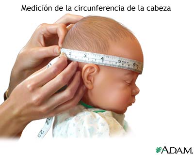 Circunferencia de la cabeza Circunferencia de la cabeza
