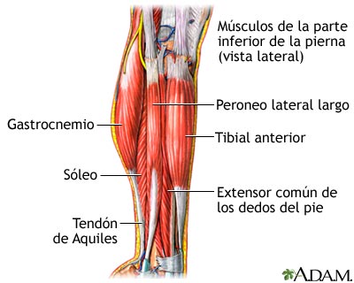 Músculos de la pierna inferior Músculos de la pierna inferior