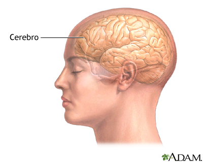 El cerebro El cerebro