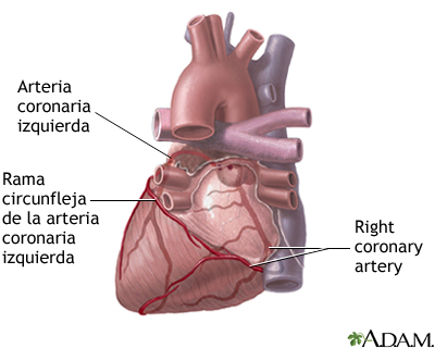 Arterias cardíacas posteriores Arterias cardíacas posteriores