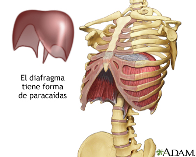 Diafragma Diafragma