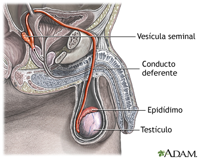 Recorrido del semen Recorrido del semen