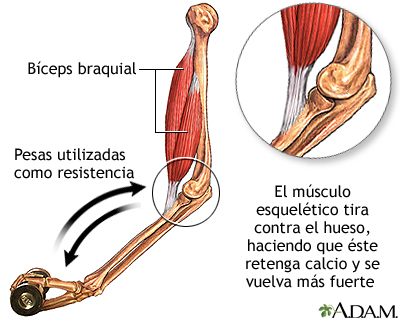 Ejercicio de fortalecimiento de los huesos Ejercicio de fortalecimiento de los huesos