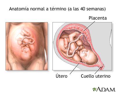Nacimiento vaginal - Serie - anatomía normal Nacimiento vaginal - Serie - anatomía normal