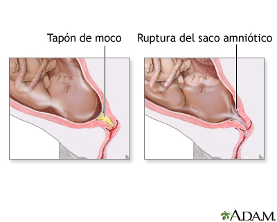 Indicaciones - Cambios en el cuerpo antes de la labor de parto 2 Indicaciones - Cambios en el cuerpo antes de la labor de parto 2