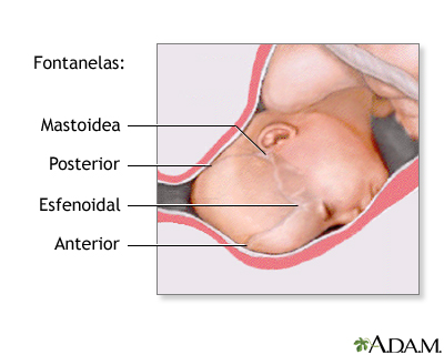 Procedimiento (cuarta parte) Procedimiento (cuarta parte)