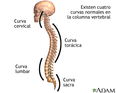 Curvaturas de la columna Curvaturas de la columna