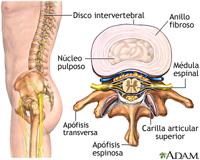 Disco intervertebral Disco intervertebral