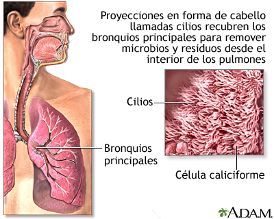 Cilios respiratorios Cilios respiratorios