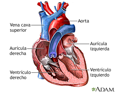 Cámaras del corazón Cámaras del corazón