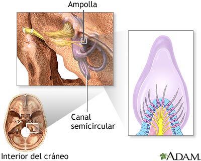 Receptores del equilibrio Receptores del equilibrio