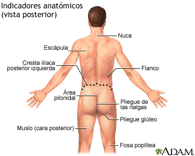 Referentes anatómicos en adultos – parte posterior Referentes anatómicos en adultos – parte posterior
